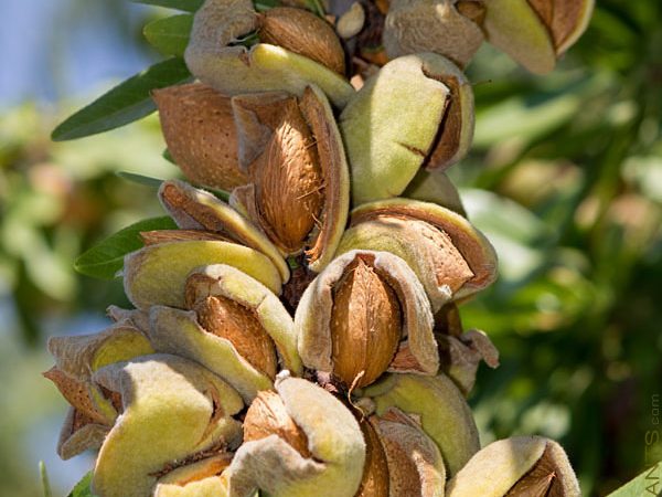When and how to add agricultural gypsum to almond orchards