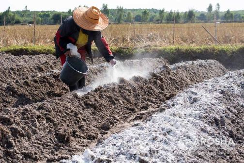 Effects of Agricultural Gypsum in Managing Soil Salinity