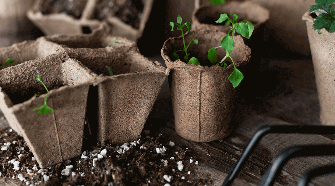horticultural Perlite effect on plants growing