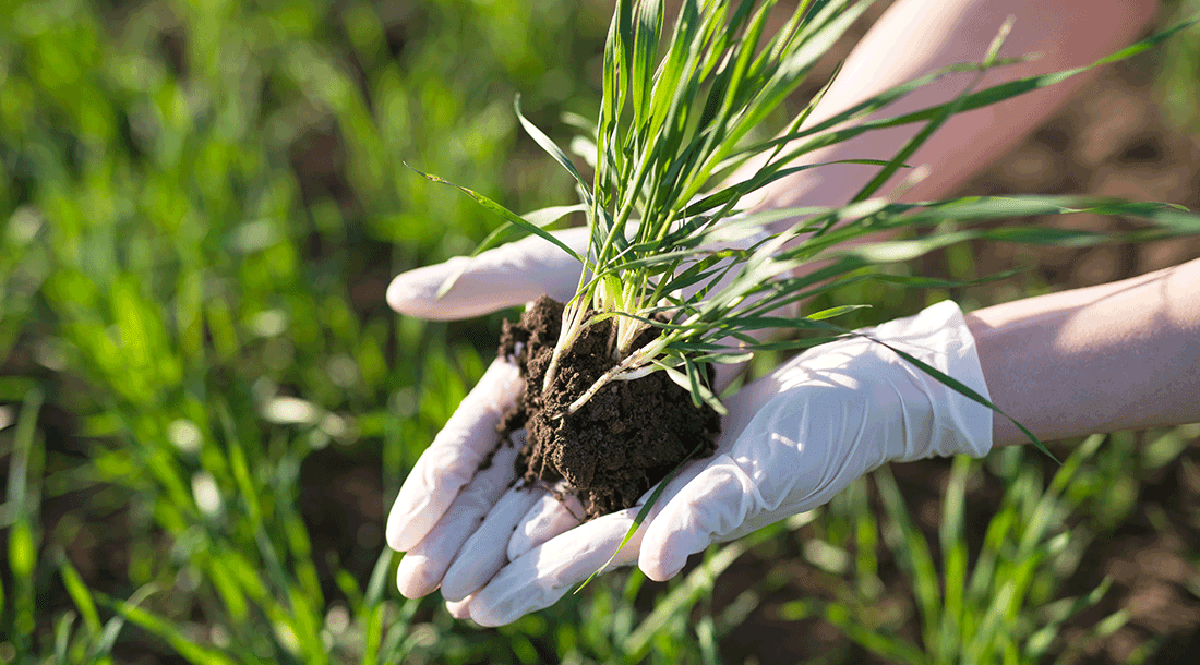 gypsum fertilizer (Calcium sulfate fertilizer) benefits as a crop & plant nutrient