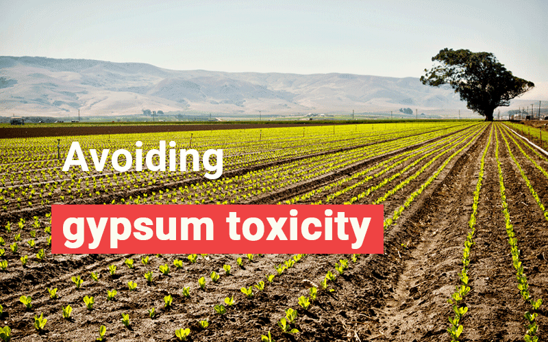 Avoiding gypsum toxicity for agriculture/ reducing gypsum toxicity